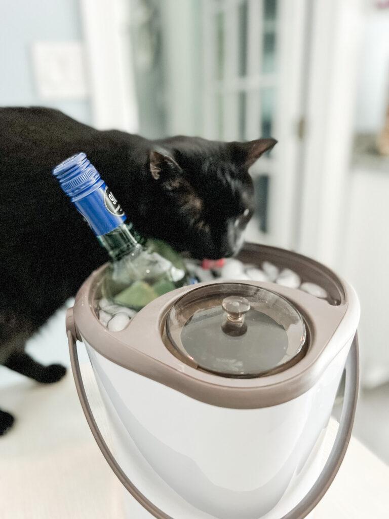 Cat drinking water from wine ice bucket
