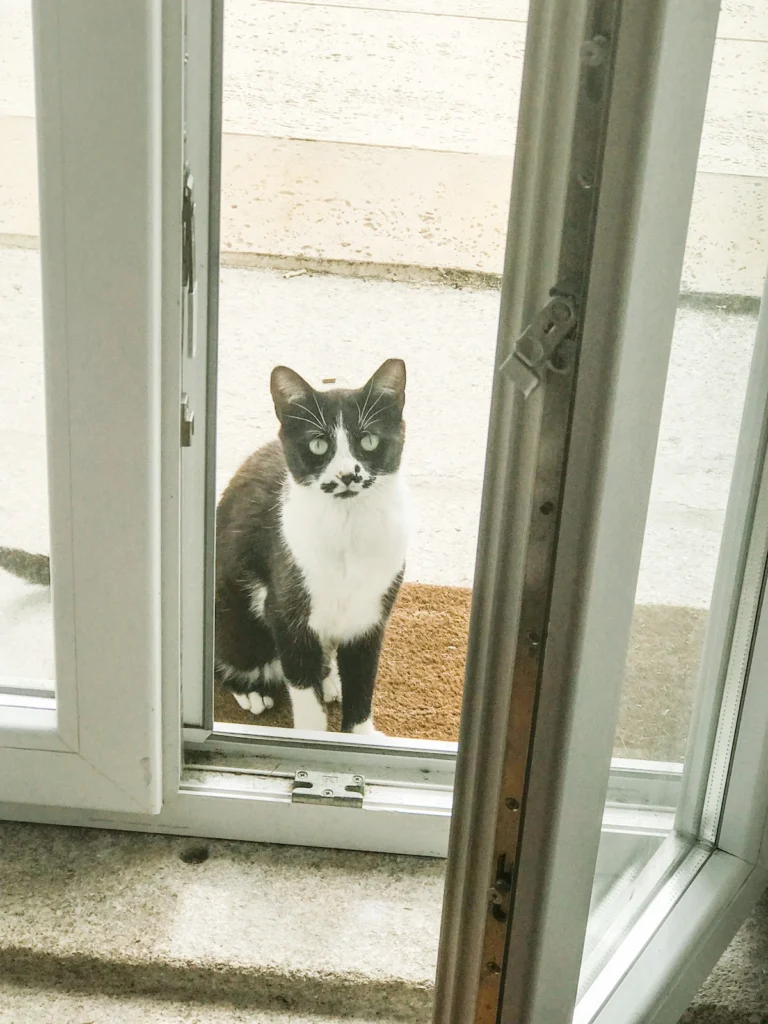 Cat in Doorway