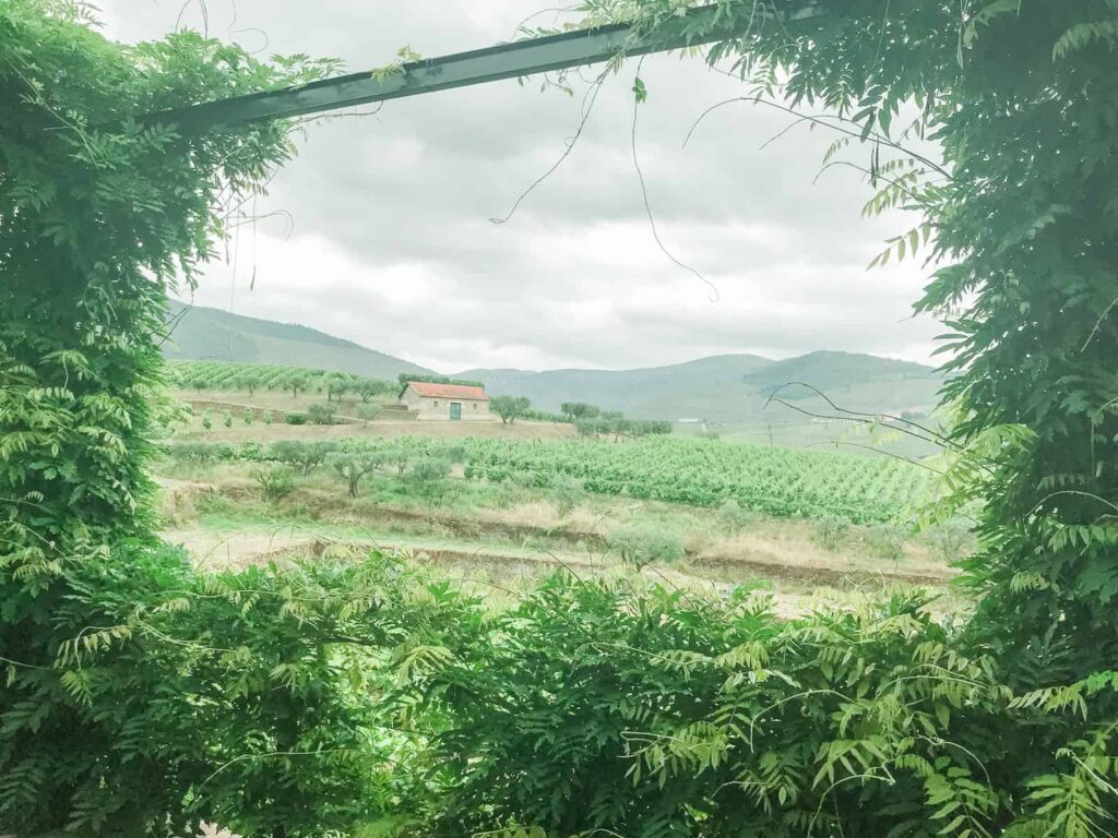 Croft vineyard tour