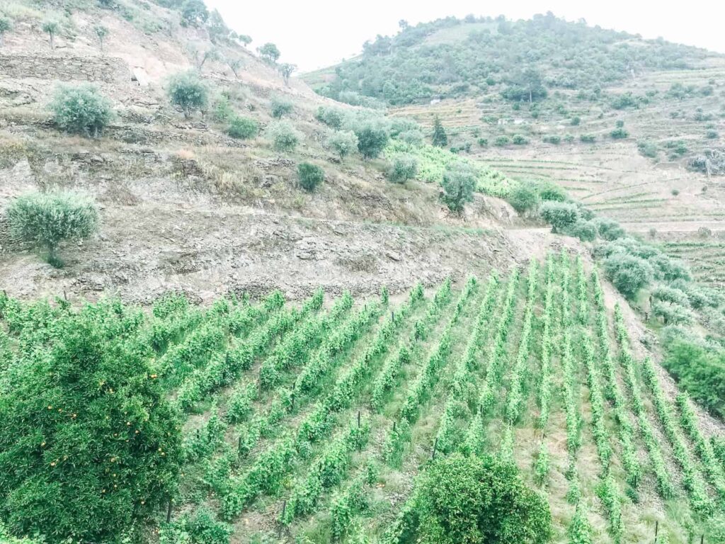 Quinta do Jalloto vineyard