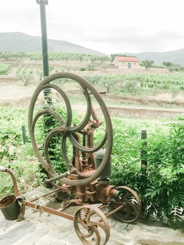 Croft Vineyard
