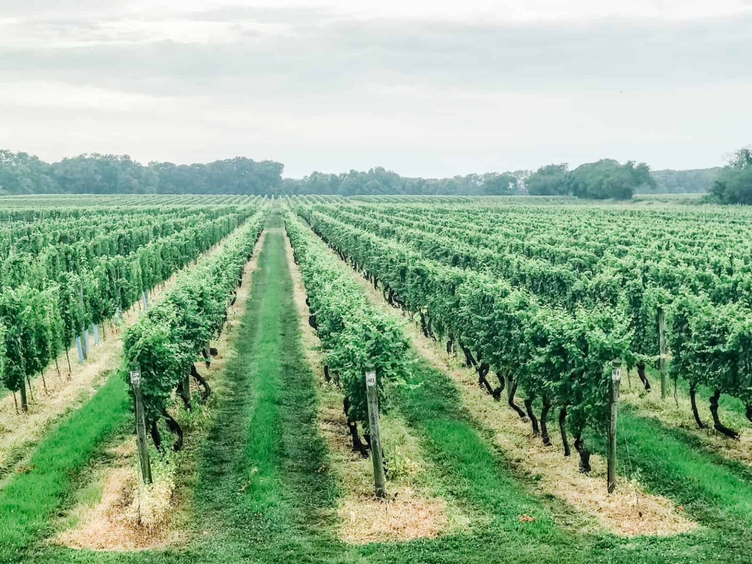 The Best North Fork Long Island Wineries (for Wine Lovers)