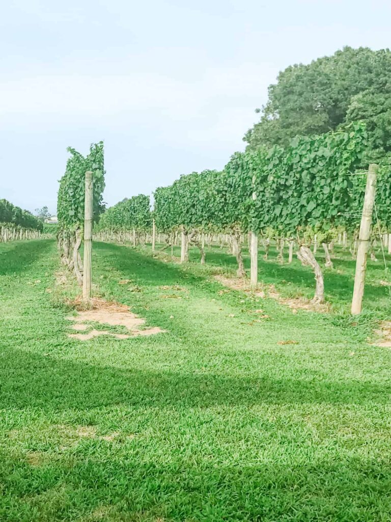 Neatly aligned rows of grapevines stretching into the distance on a sunny day, with green grass between the rows and trees in the background.