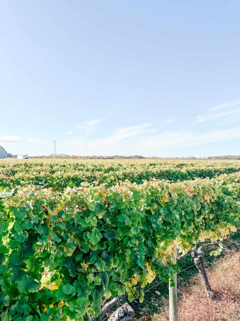 Rows of lush green grapevines stretch across the vineyard under a bright, clear sky, capturing the scenic vineyard landscape.