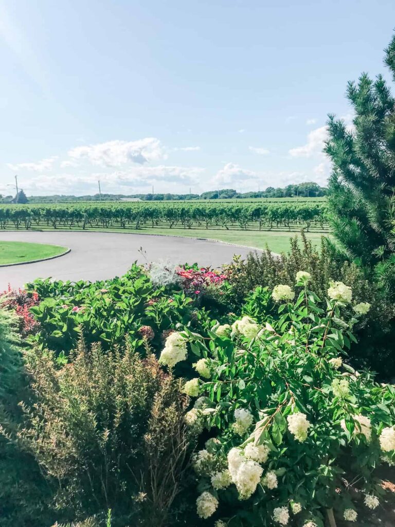 A scenic view of the vineyard at Macari Vineyards, framed by lush greenery and flowering plants, with rows of grapevines stretching into the distance under a blue sky.