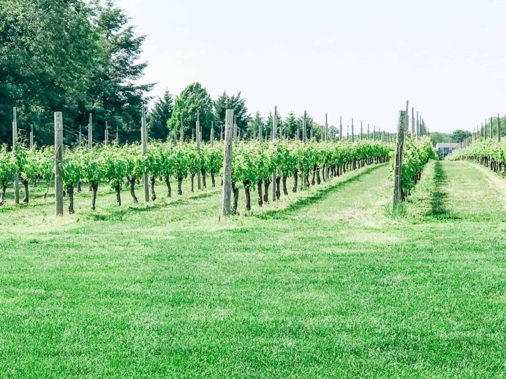 A lush green vineyard on Long Island, with rows of grapevines stretching into the distance, framed by tall trees in the background. The bright sunlight highlights the vibrant greenery.