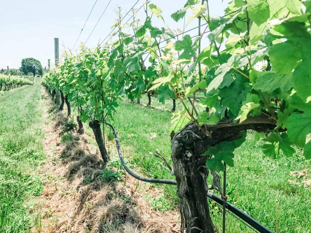 A lush green vineyard on Long Island, with a row of grapevines stretching into the distance. The bright sunlight highlights the vibrant greenery.