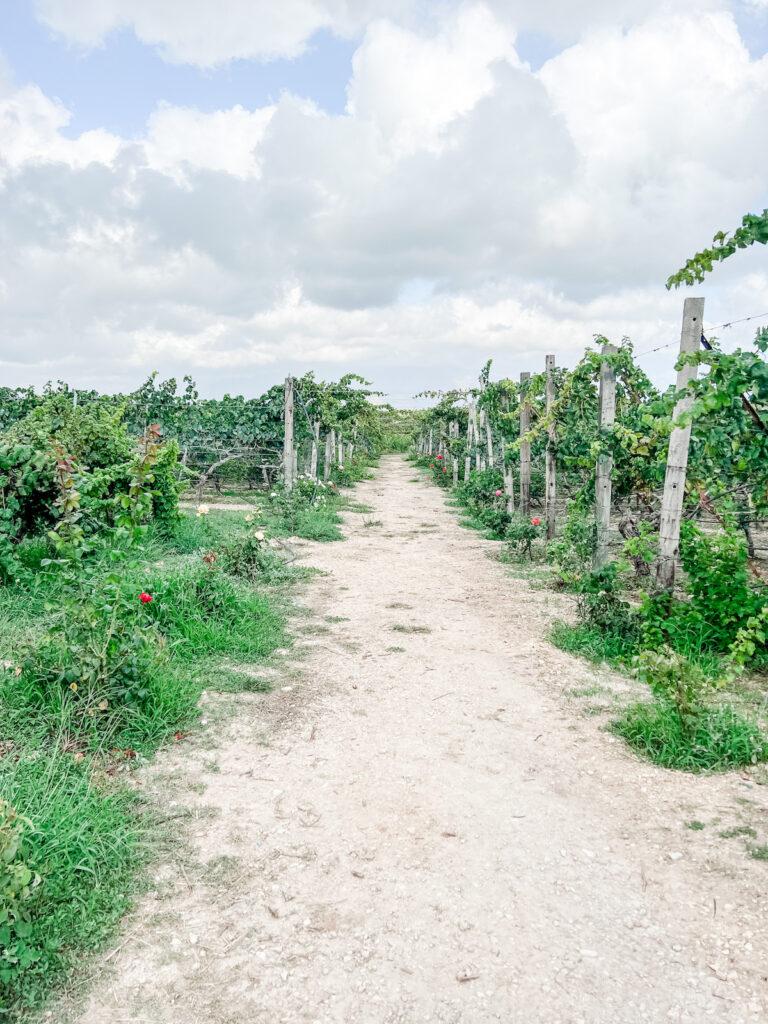 Lyrarakis Winery vineyard path