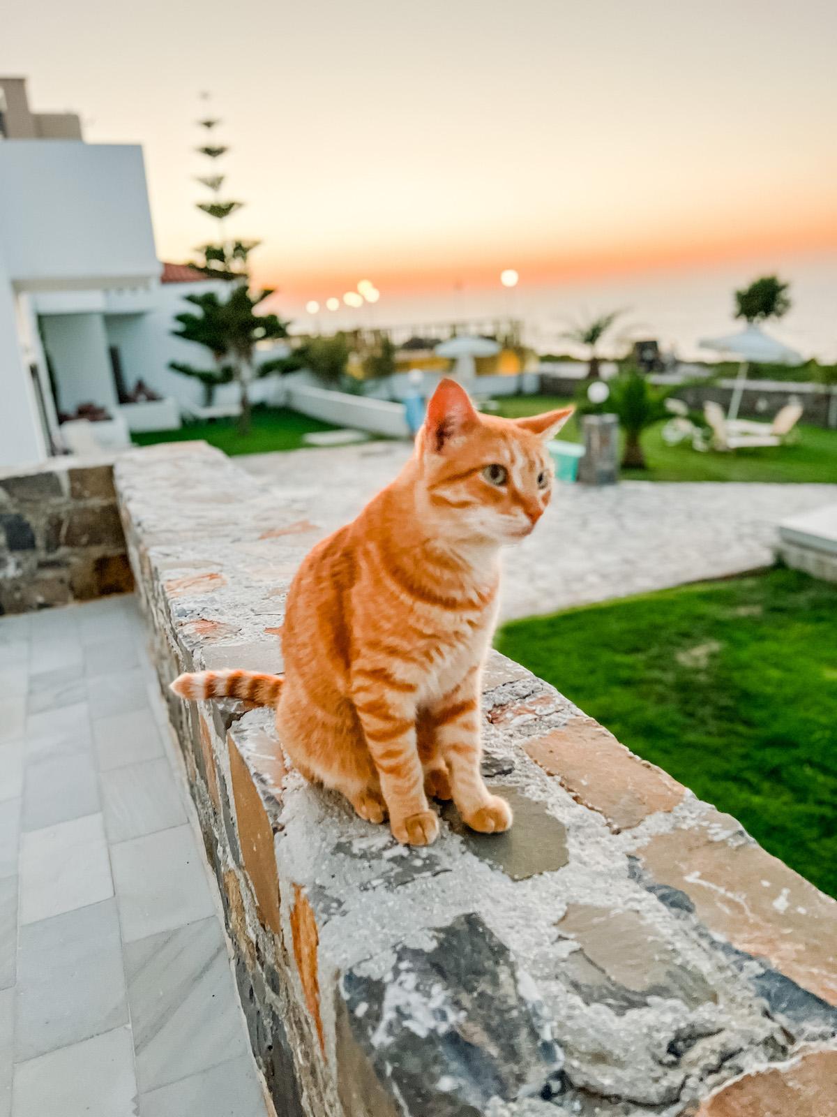 Maritimo Beach Hotel cat sitting on wall
