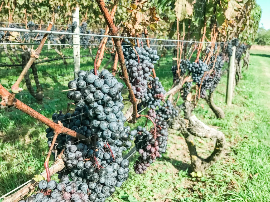 Cabernet Franc wine grapes in Truro Vineyard