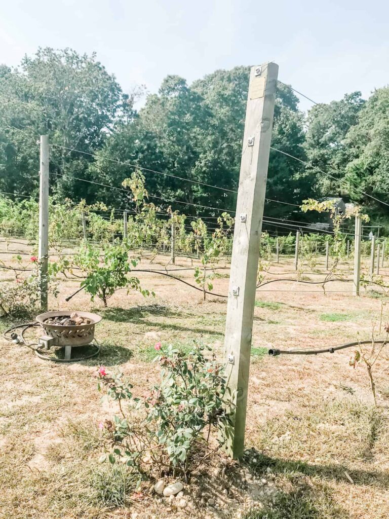Cape Code Winery vineyard