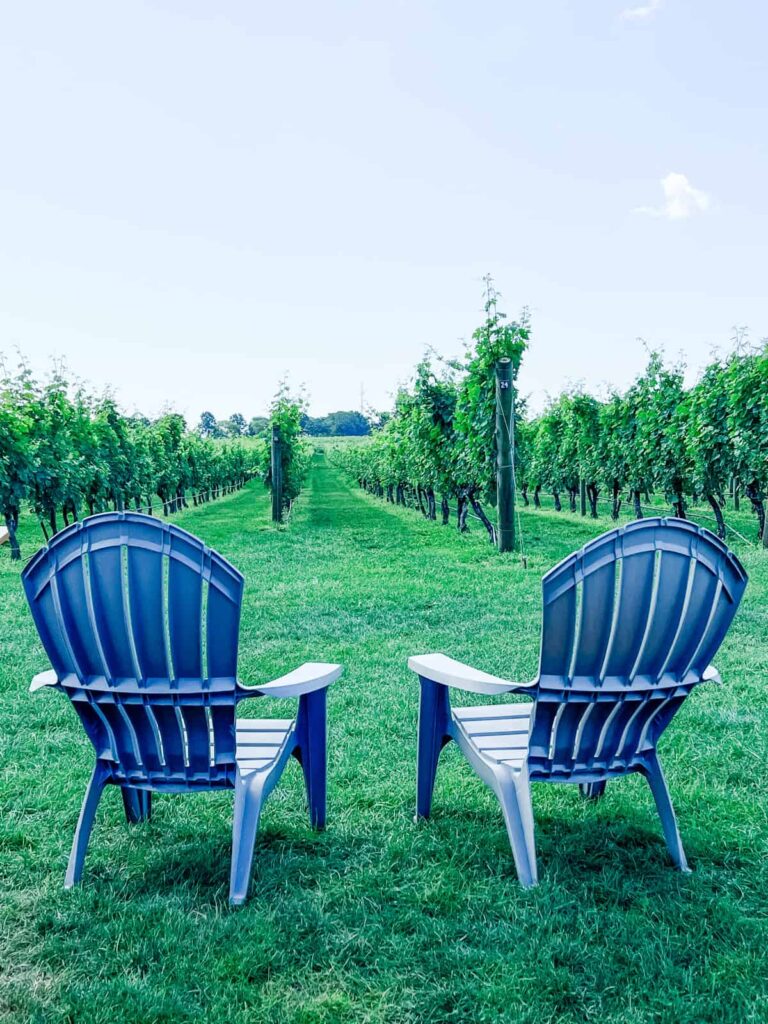 Newport Vineyards vineyard seating