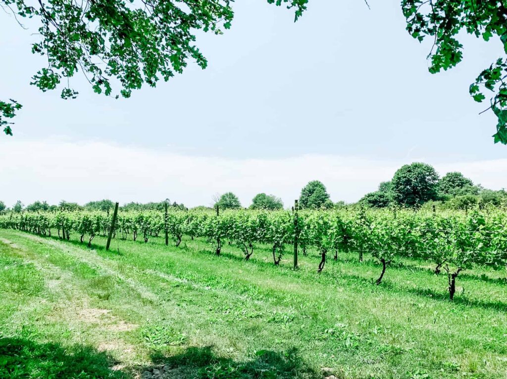 Rows of vines in vineyard