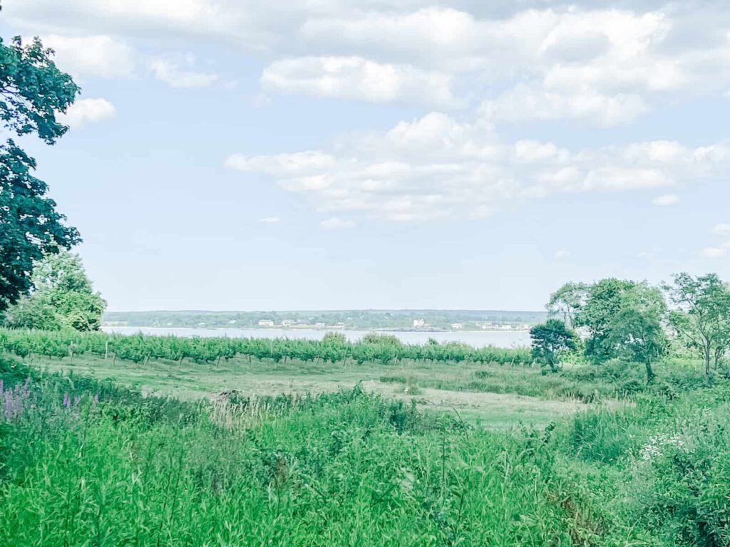 A serene view from Greenvale Vineyards, overlooking gentle slopes of vibrant green vines leading down to the peaceful waters of the Sakonnet River, encapsulating the natural beauty of the coastal Rhode Island landscape.