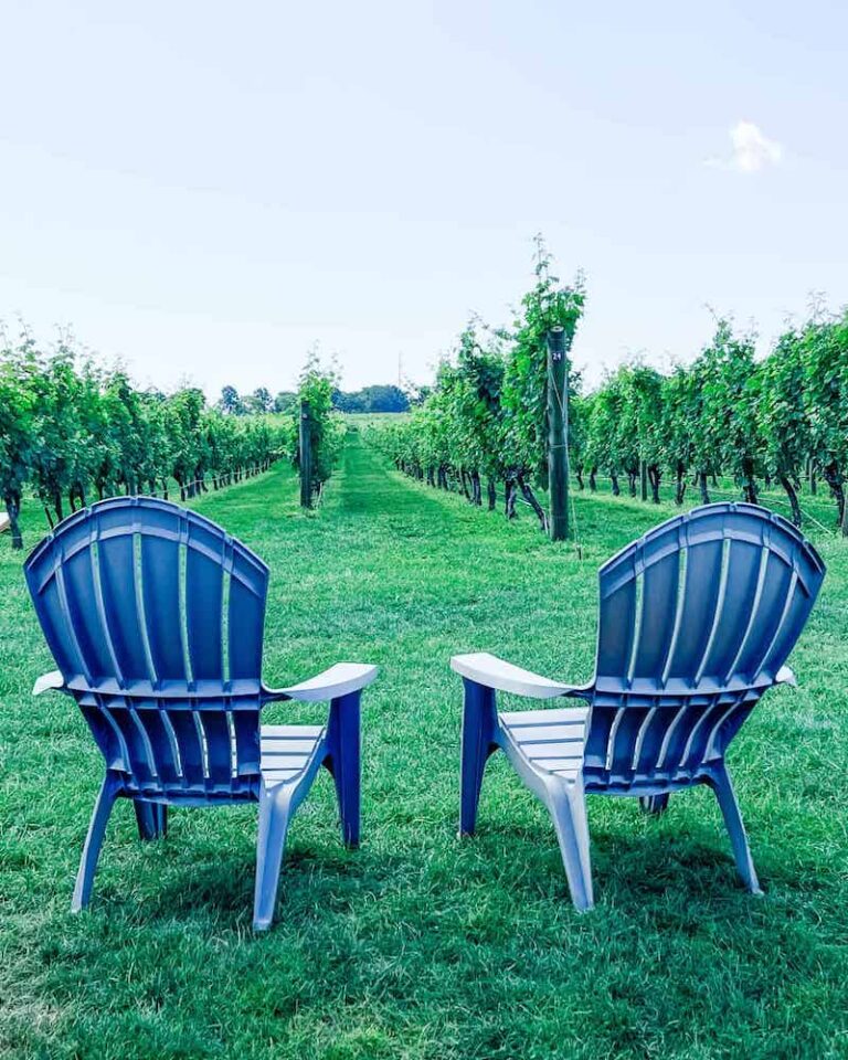 Vineyard at winery in Newport RI