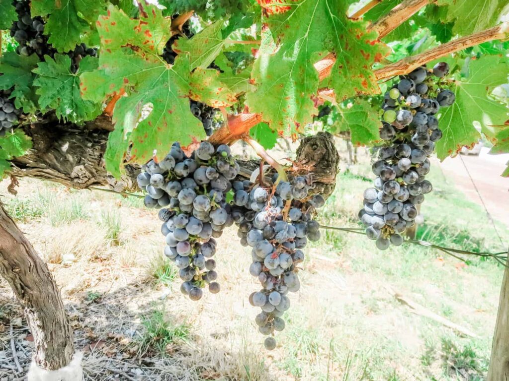 Boekenhoutskloof red grapes in vineyard