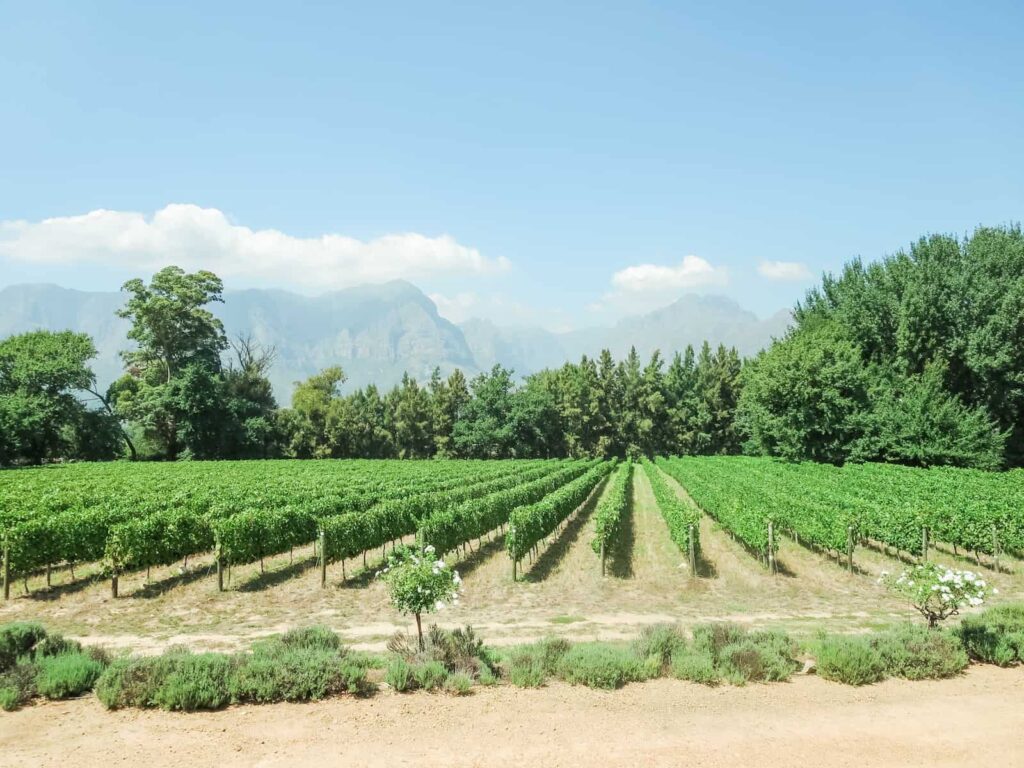 Vineyard at one of the Stellenbosch wineries with mountains in the background