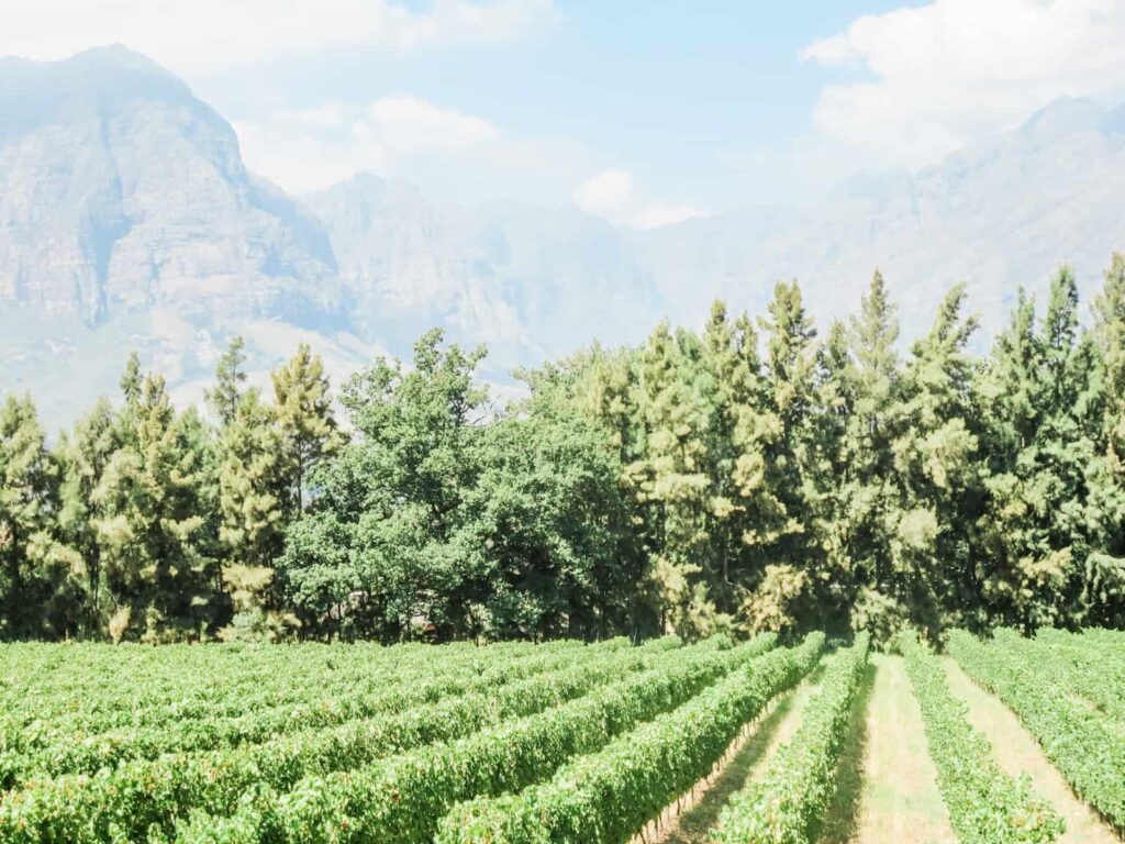 Thelema vineyard with mountains in background