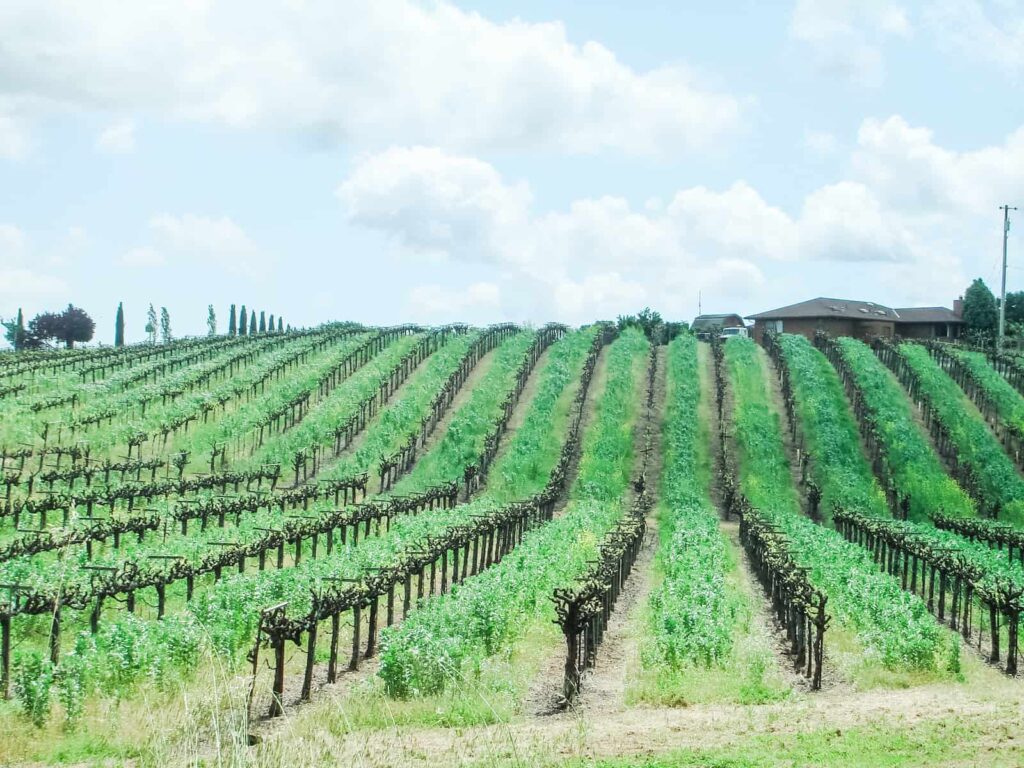Dry Creek Valley vineyard