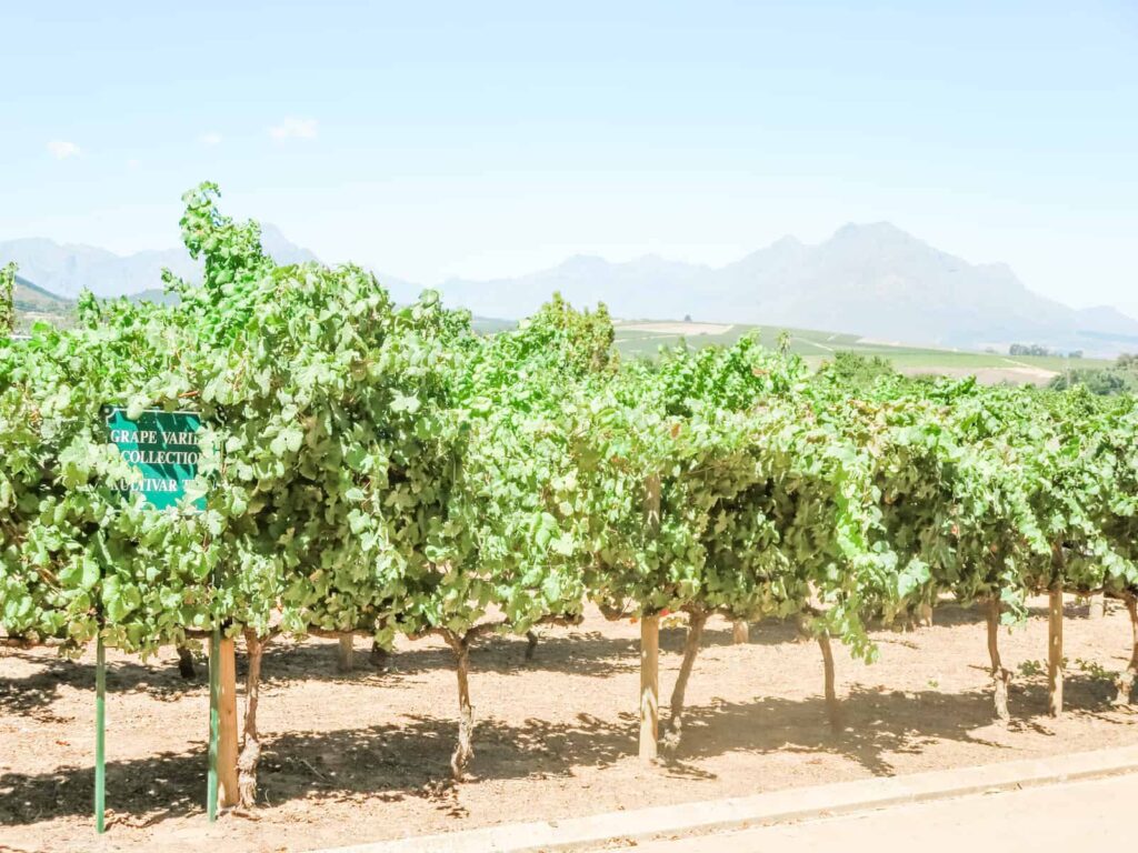 Row of grapevines in a vineyard