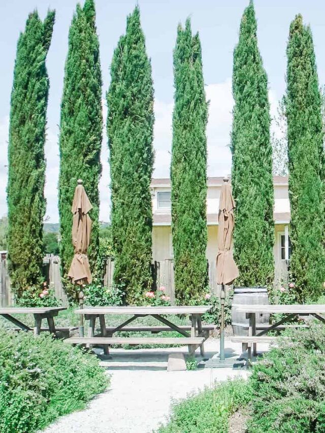 Best wineries in Dry Creek Valley