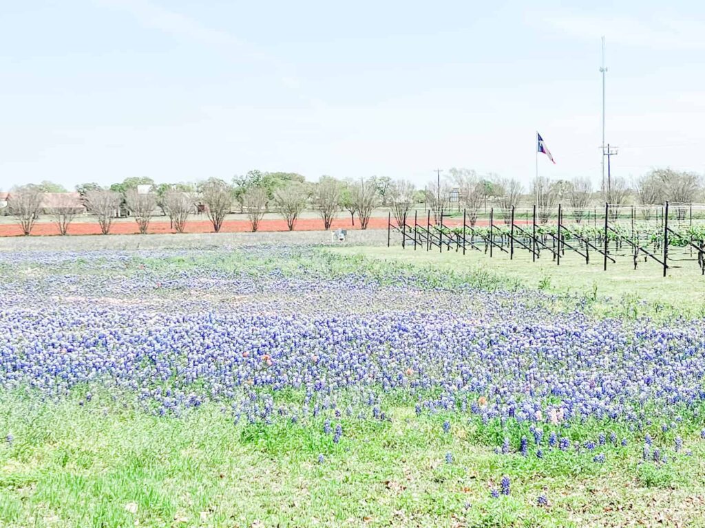 Bluebonnet flowers in a field with a vineyard