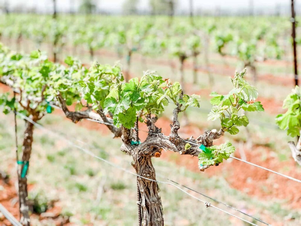 Grapevine in a vineyard