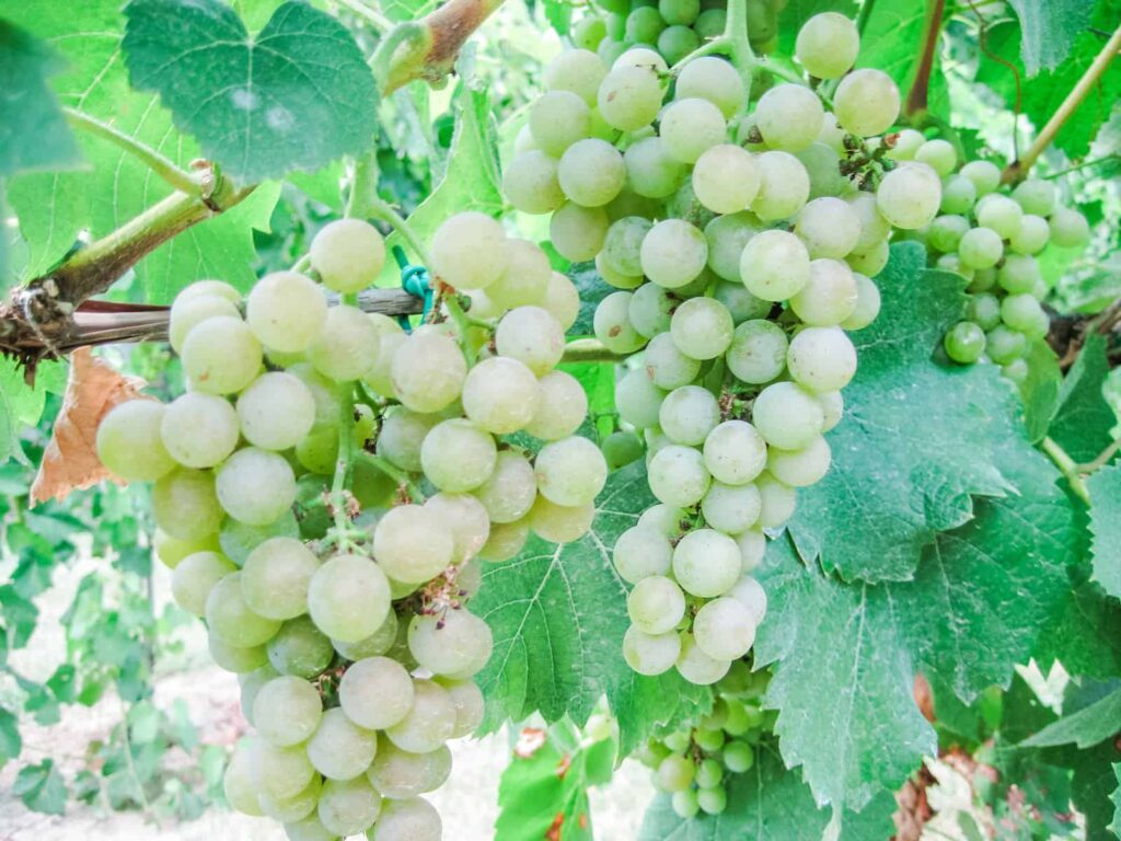 Green grapes on a vine
