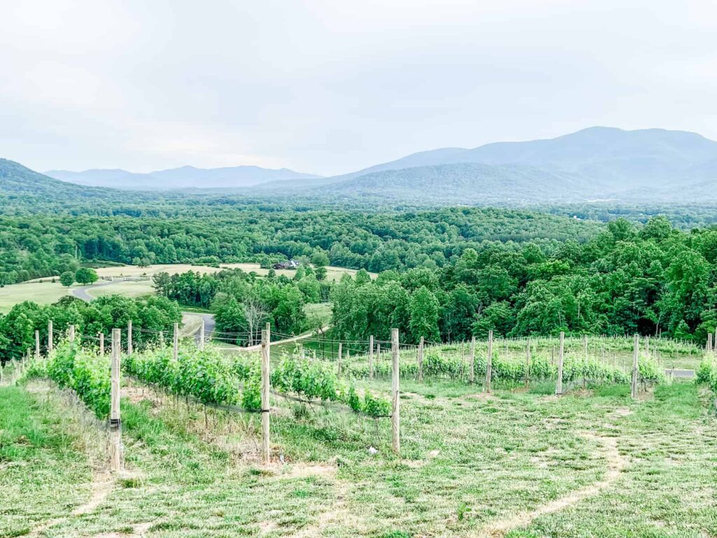 Hazy Mountain view of vineyards