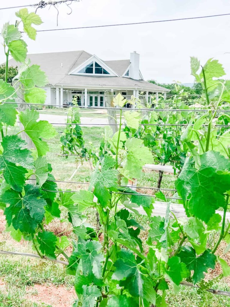 Pollak vines in vineyard