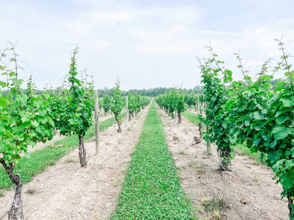 Seneca Lake vineyard row