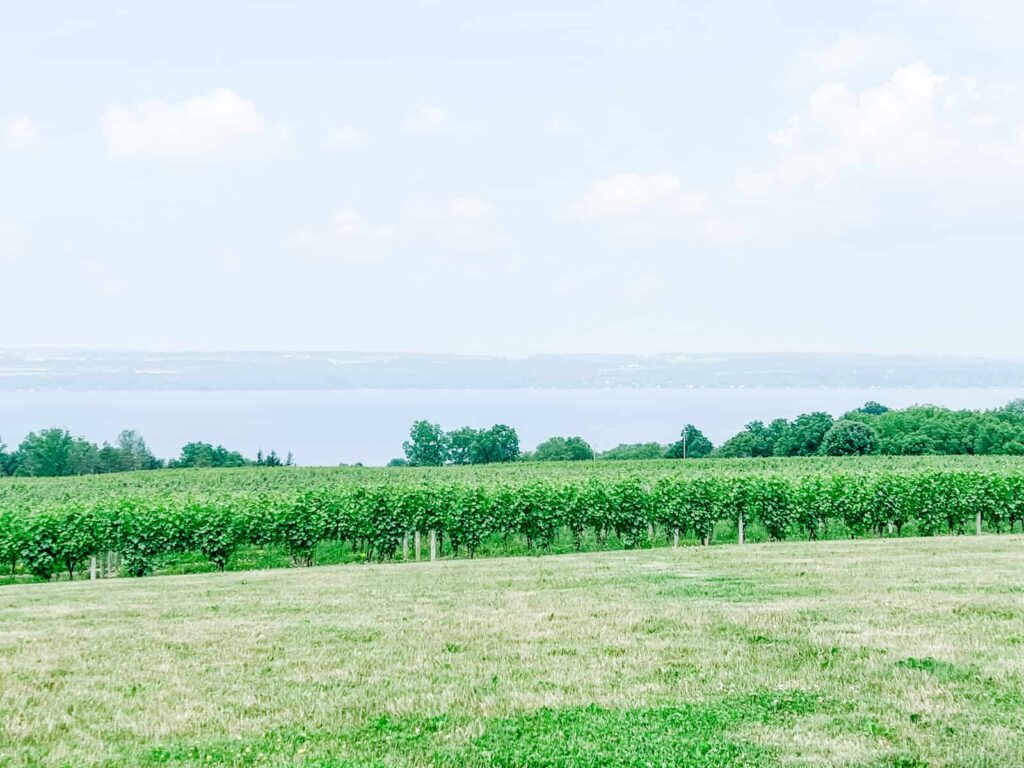 Seneca Lake with vineyard