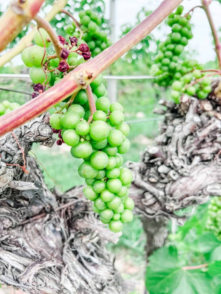 Domaine Berrien grape cluster with old vine