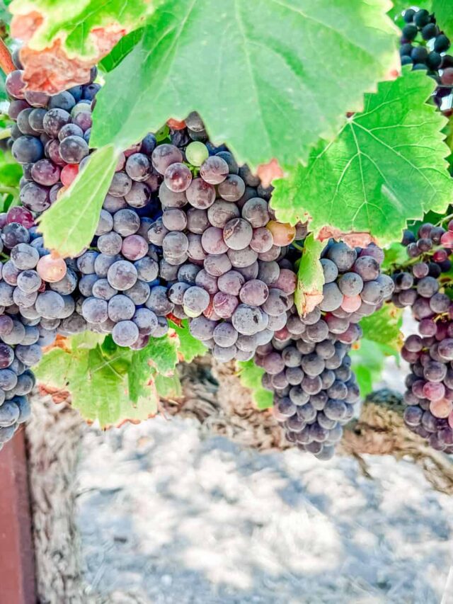 Clusters of black grapes