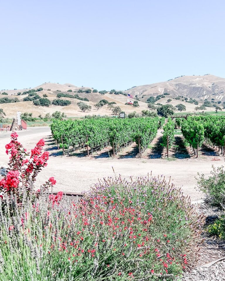 Scenic view of Zaca Mesa vineyard with vibrant red flowers in the foreground, lush green grapevines in orderly rows, and gentle hills in the background under a clear blue sky.