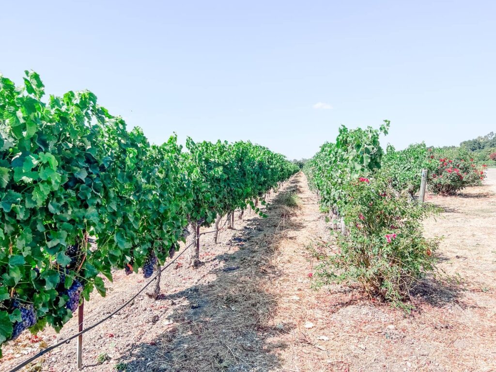Lush green grapevines laden with clusters of dark grapes, aligned in neat rows at the Rideau Vineyard, with a clear sky above and interspersed rose bushes.