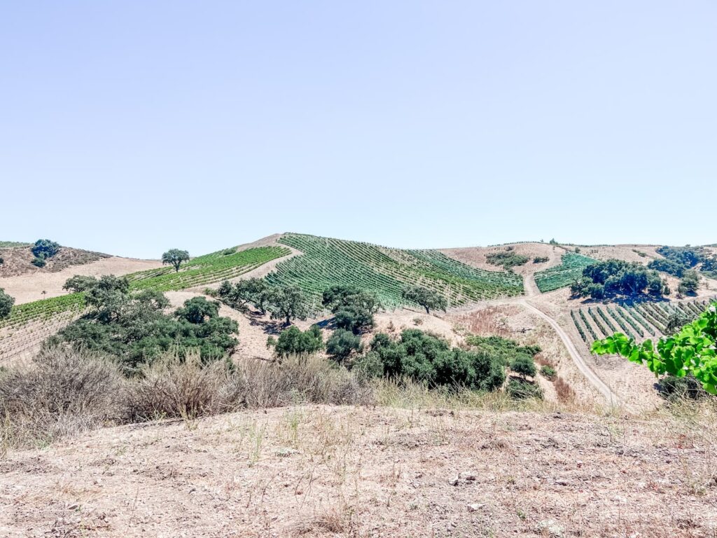 Expansive view of the hills of Foxen Canyon, with rows of grapevines, showing the diverse terrain of the Santa Barbara American Viticultural Areas.