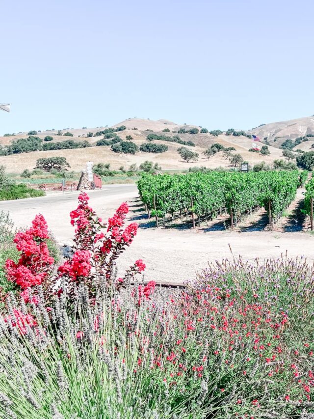 Santa Barbara Wine Region Story