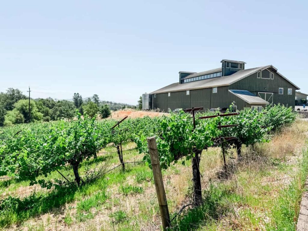 Rows of lush green grapevines leading to Mazzocco Winery’s large olive-green production facility under a clear blue sky.