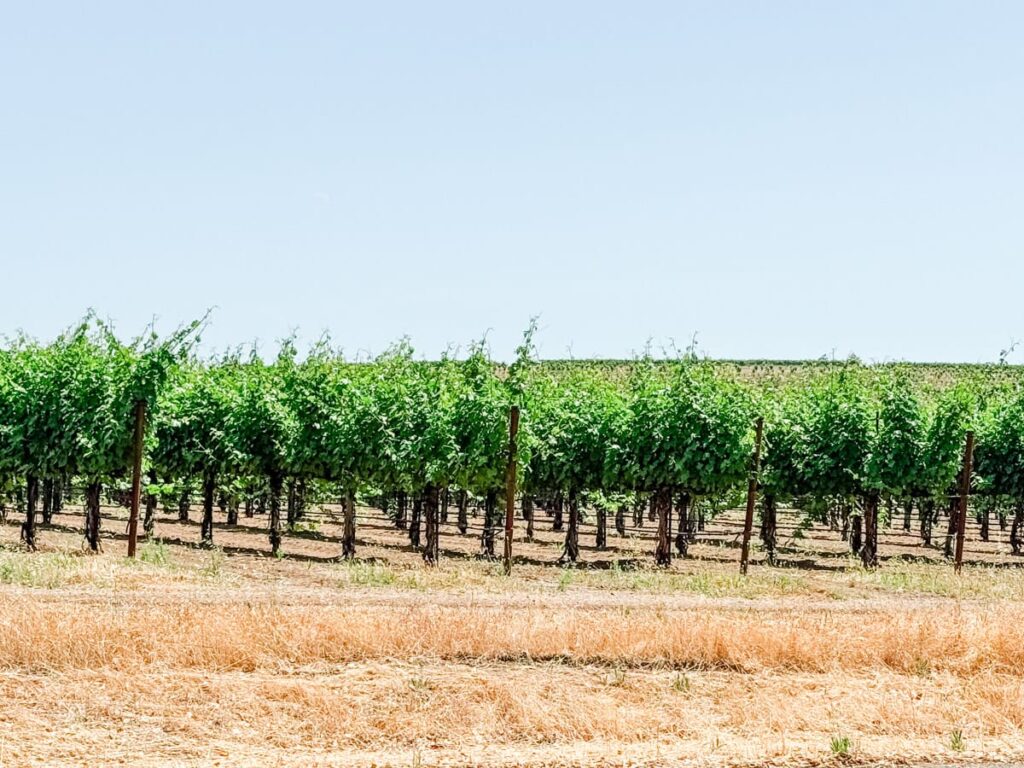 Rows of neatly pruned grapevines at Nalle Winery stretch into the distance under a clear blue sky, with dry golden grass in the foreground.