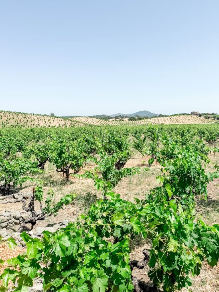 Expansive vineyard at Ridge Vineyards Lytton Springs with lush green vines stretching across rolling hills under a cloudless sky.