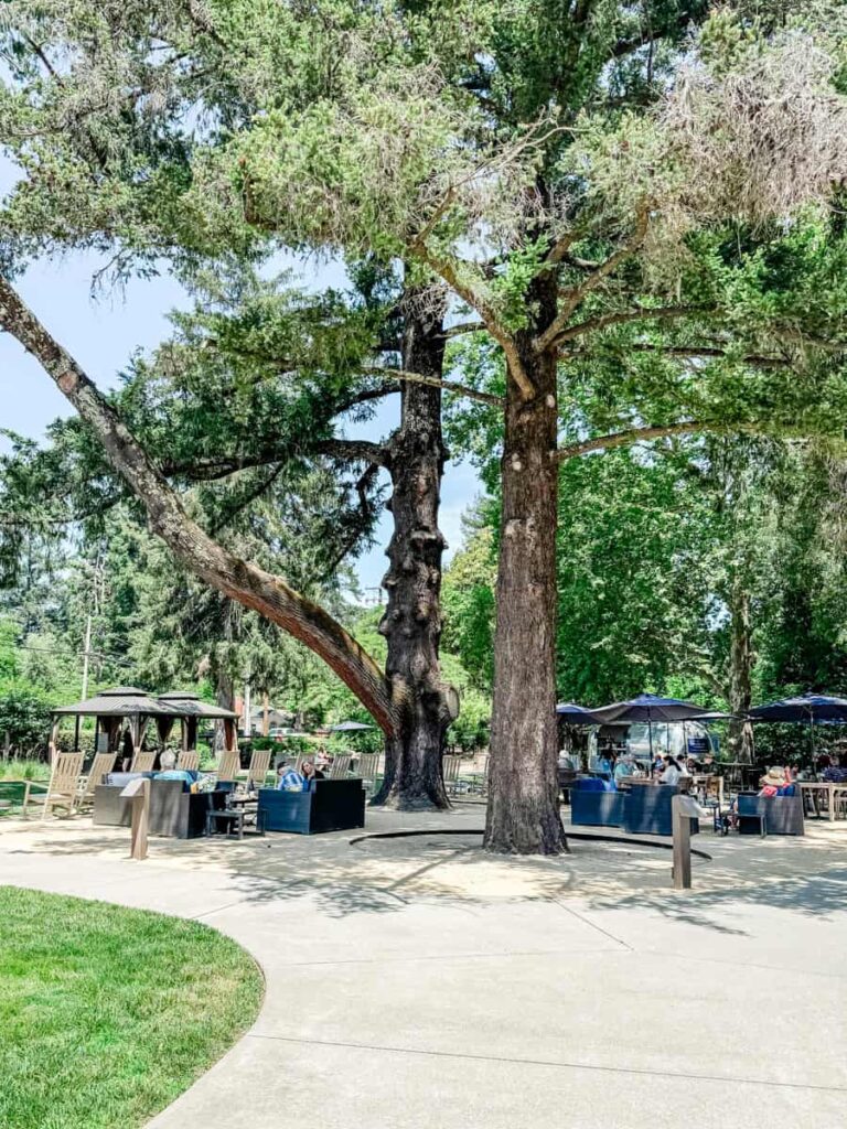 Wide view of the outdoor tasting patio at Seghesio Family Vineyards, with tall trees providing natural shade over tables and lounge seating.