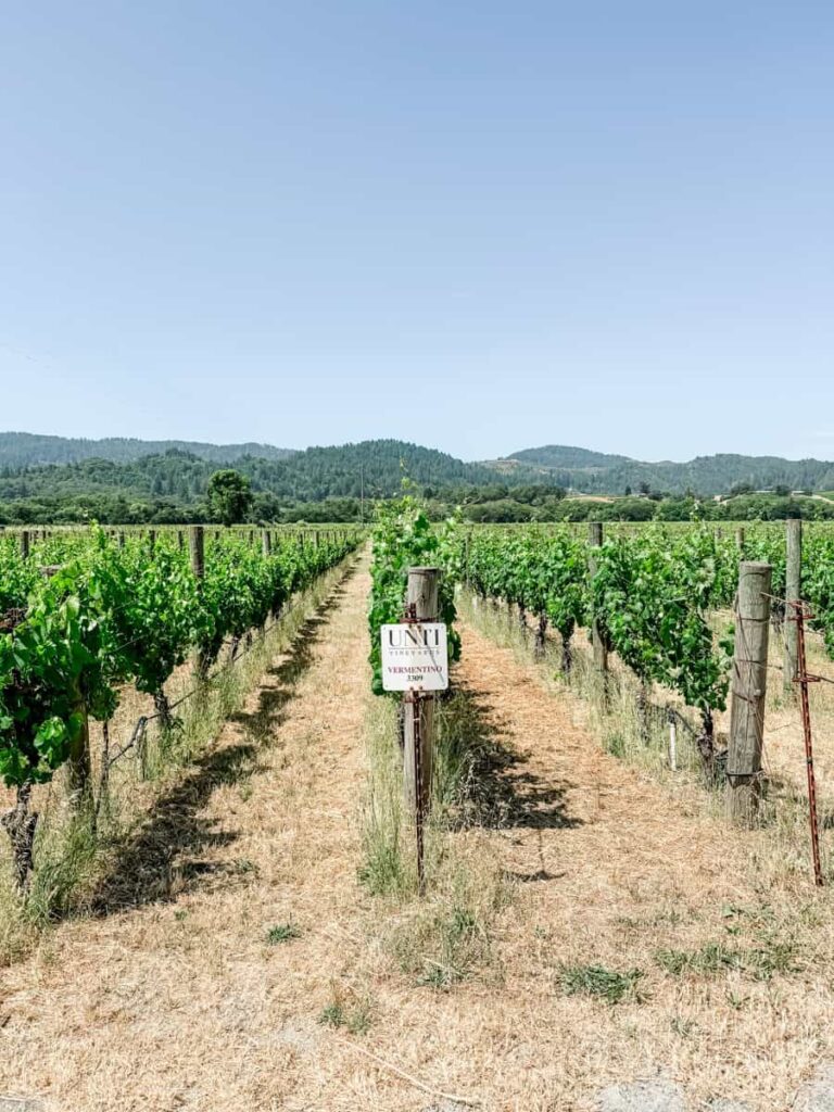 Straight vineyard rows at Unti Vineyards with a sign marking “Vermentino 3301,” set against a backdrop of rolling hills and clear skies.