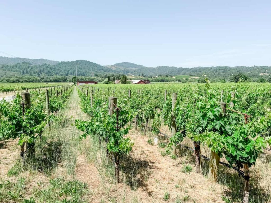 Expansive view of Unti Vineyards with neat grapevine rows stretching toward red barns and distant forested hills.