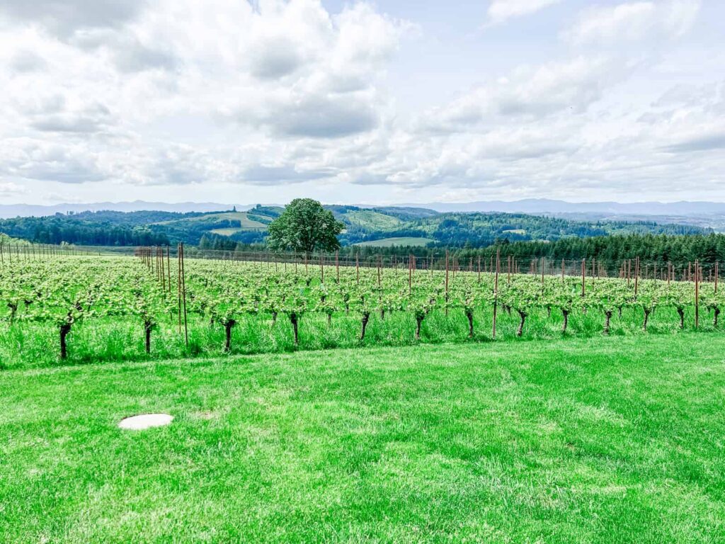 A wide, green vineyard landscape in the Willamette Valley, Oregon, with rows of grapevines stretching into the distance under a partly cloudy sky.