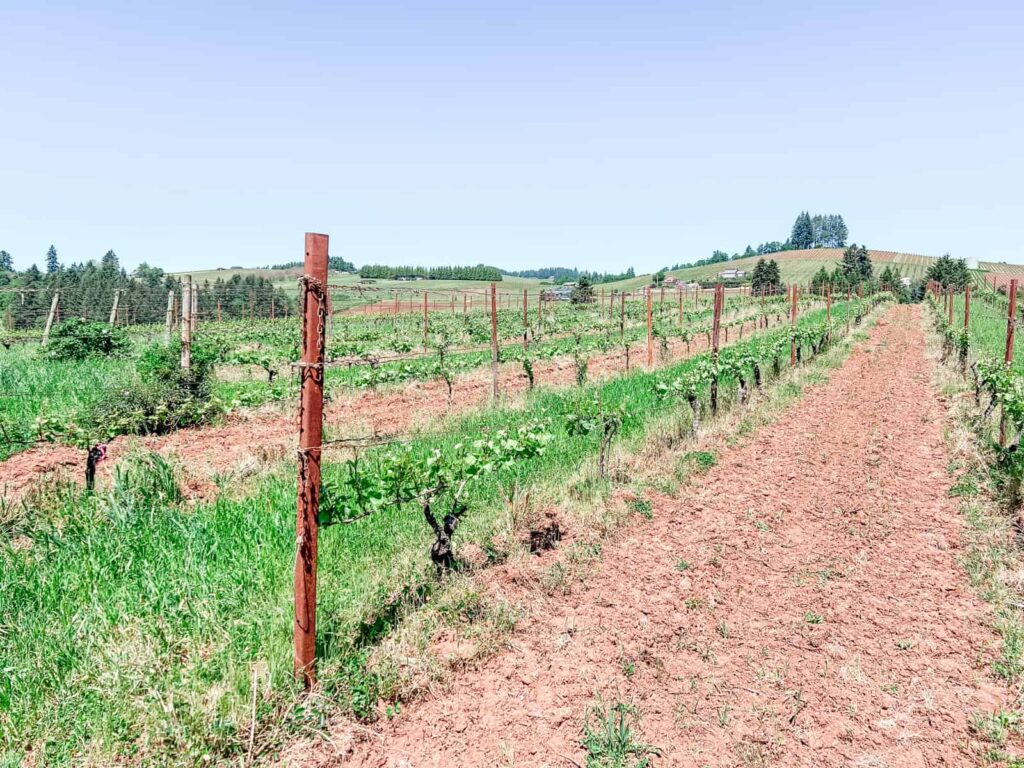 Rows of grapevines with red-hued soil in a vineyard in the Willamette Valley, Oregon, under a clear blue sky.