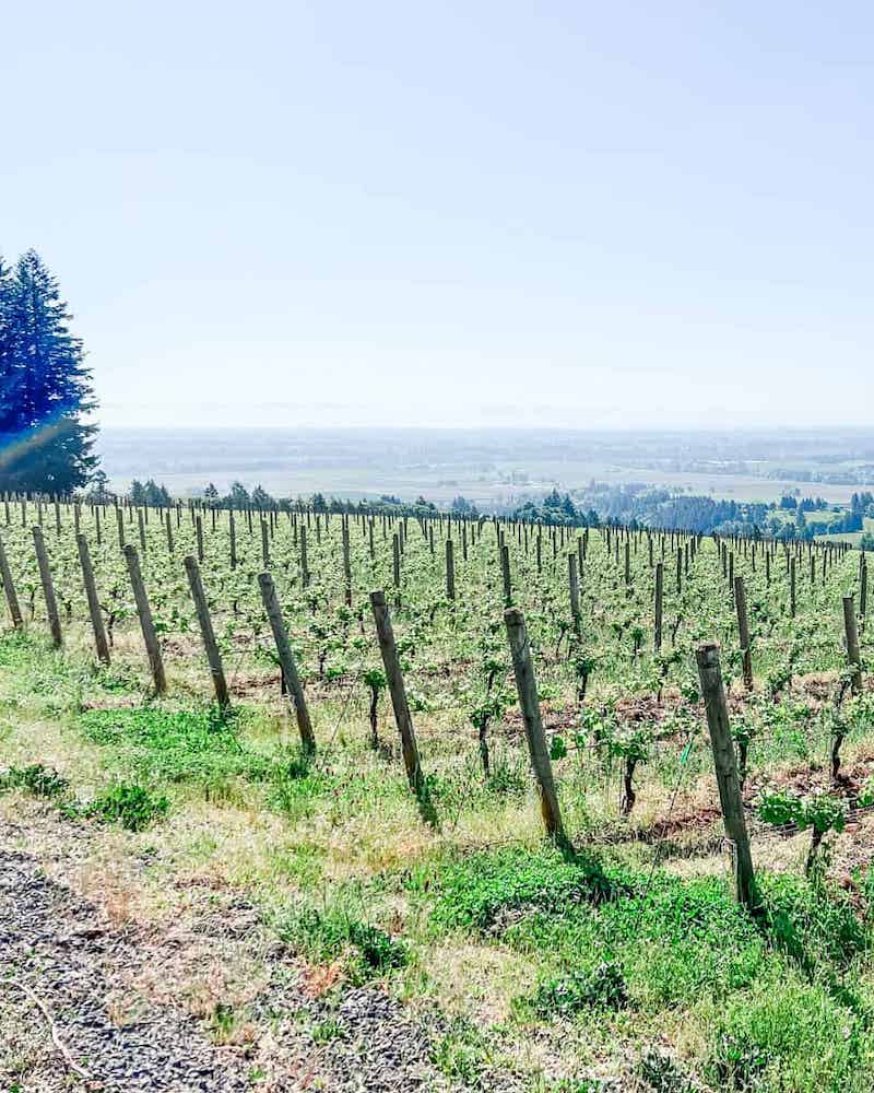 Rows of grapevines in the Willamette Valley, Oregon, with a view of distant farmlands and forested areas under a bright, sunny sky.