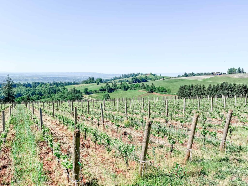 Rows of grapevines stretch across a sloping hillside with a scenic view of rolling hills and distant trees, under a bright blue sky.