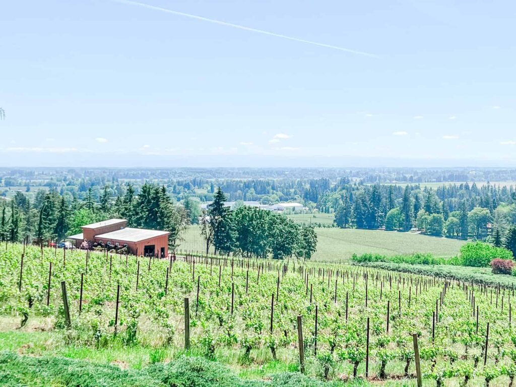 A scenic view of the vineyard, with rows of grapevines sloping down towards a wood-sided building, set against a backdrop of distant trees and fields under a sunny sky.