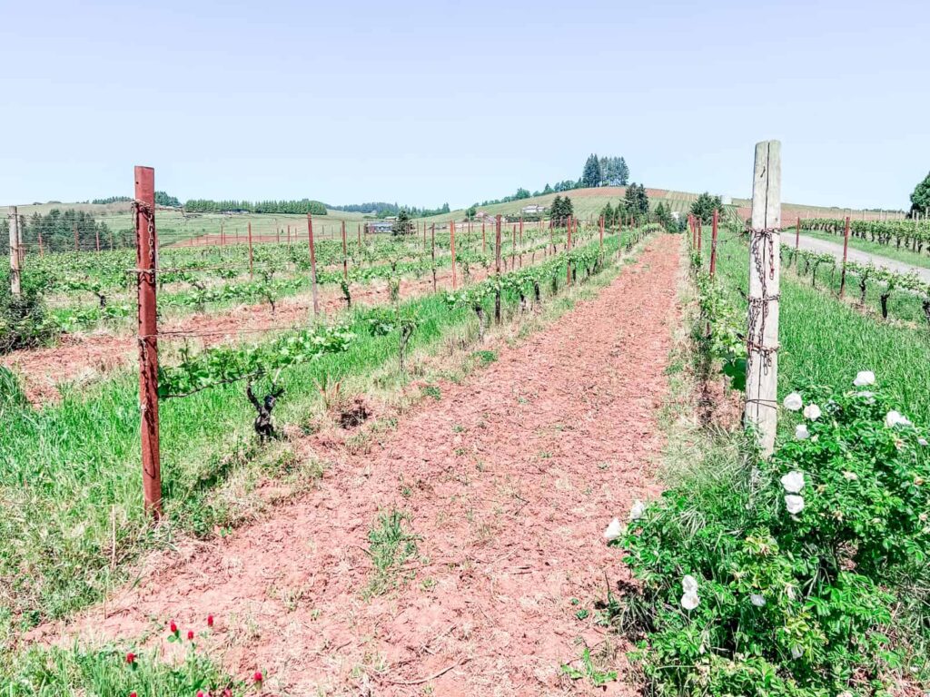 A sunlit vineyard with rows of grapevines stretching across gently rolling hills. The earth between the vines is reddish, and white flowers grow alongside the vineyard posts.